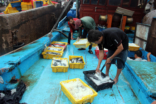 Ngư dân trên tàu của anh Nguyễn Như hối hả mang thủy sản bán cho thương lái. Ảnh:Dũ Tuấn