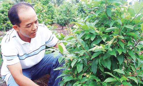Anh Phan Tiến Đạt cho rằng để trồng mai vàng khỏe thì khi trồng được 1 năm nên cắt ngang thân từ gốc lên khoảng 1cm rồi tiếp tục trồng. ảnh: Trần Đáng