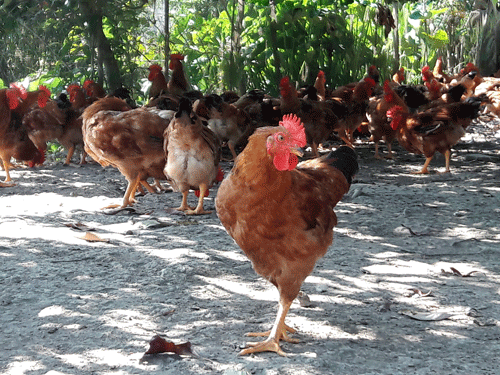 Cau ky mo hinh nuoi ga bang thao duoc-Hinh-2