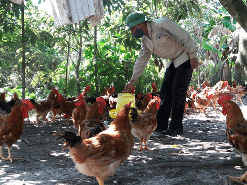 Cau ky mo hinh nuoi ga bang thao duoc