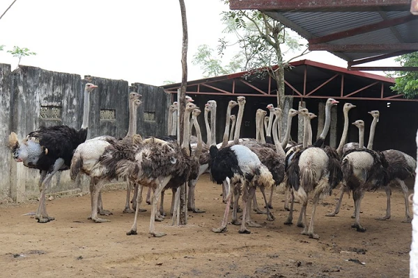 Hàng trăm con 'gà khổng lồ' sống giữa đồng không mông quạnh