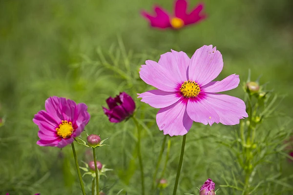 7 ngày tới, 3 con giáp có tài vận đỏ rực, của cải tràn vào nhà