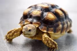 Bé 3 tuổi tử vong vì bị rùa rơi trúng đầu