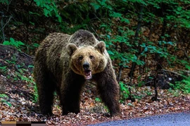 Đang hái quả, người phụ nữ bị gấu tấn công tử vong