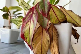 7 dấu hiệu giúp gia chủ nhận biết ngôi nhà 'lỗi phong thủy' 