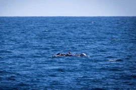 Chìm thuyền ngoài khơi Libya, nhiều người di cư thiệt mạng và mất tích