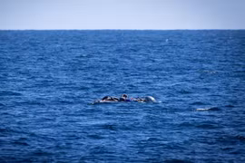 Chìm thuyền ngoài khơi Libya, nhiều người di cư thiệt mạng và mất tích