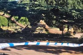 Bé gái 7 tuổi tử vong vì cành cây rơi trúng người