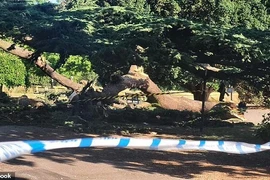 Bé gái 7 tuổi tử vong vì cành cây rơi trúng người