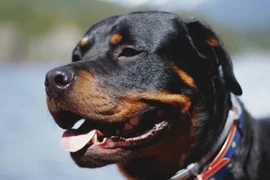 Kinh hãi bé 4 tháng tuổi bị chó cắn tử vong