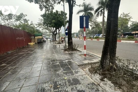 Sau chỉnh trang vỉa hè, loạt cây xanh ở Hà Nội lộ rễ nguy cơ nghiêng đổ