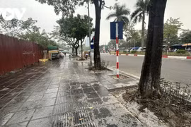 Sau chỉnh trang vỉa hè, loạt cây xanh ở Hà Nội lộ rễ nguy cơ nghiêng đổ