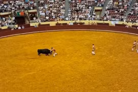 Đấu sĩ 22 tuổi tử vong sau cú húc của bò tót