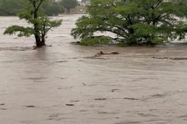 Lũ quét ở Texas khiến hơn 260 người thiệt mạng, mất tích