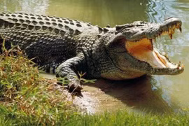 Đi lấy nước, bé gái tử vong vì bị cá sấu kéo xuống sông