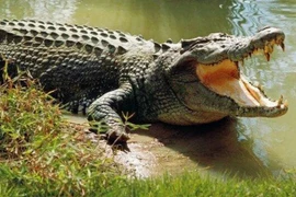 Đi lấy nước, bé gái tử vong vì bị cá sấu kéo xuống sông