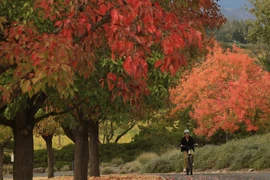 Ngắm cảnh sắc mùa thu tuyệt đẹp tại thung lũng ở California