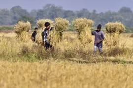 Cảnh người nông dân ở Ấn Độ gặt lúa trên cánh đồng