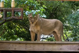 Nam thanh niên mất mạng sau khi trèo vào chuồng sư tử