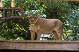 Nam thanh niên mất mạng sau khi trèo vào chuồng sư tử