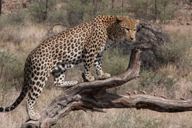 Người đàn ông thiệt mạng vì báo tấn công