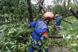 Cảnh ngổn ngang ở thành phố Tam Á (Trung Quốc) sau bão Kajiki