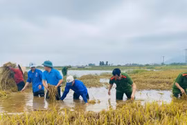 Quân đội, công an lội nước giúp dân gặt lúa, dọn nhà sau lũ