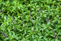 Không chỉ là gia vị, rau húng quế giúp dạ dày 'dễ chịu' hơn