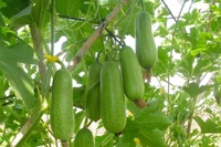 Ăn bí đao đúng cách giúp đẹp da, giữ dáng, chống nắng