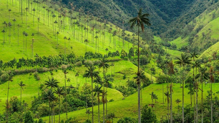 Cây cọ sáp, được tìm thấy ở Thung lũng Cocoro của Colombia, là loài cây cọ cao nhất hành tinh. Chúng có thể cao tới 60 mét. Loài cây này là biểu tượng quốc gia của Colombia.