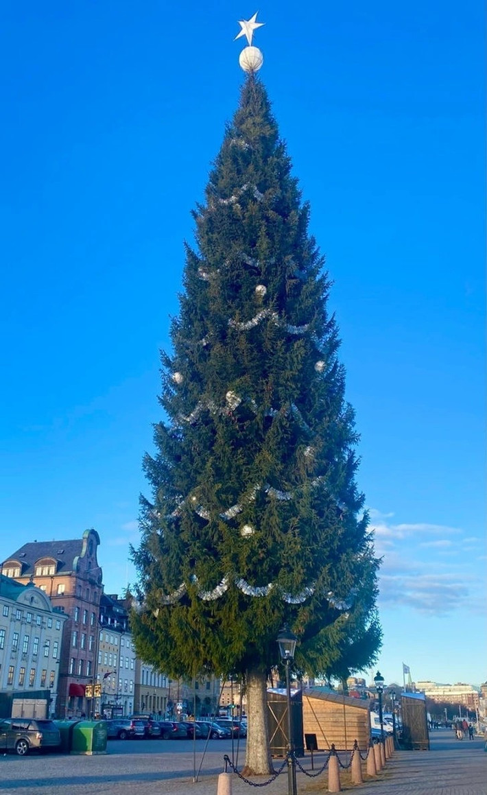 Cây thông Stockholm này là một trong những cây thông Noel cao nhất thế giới.
