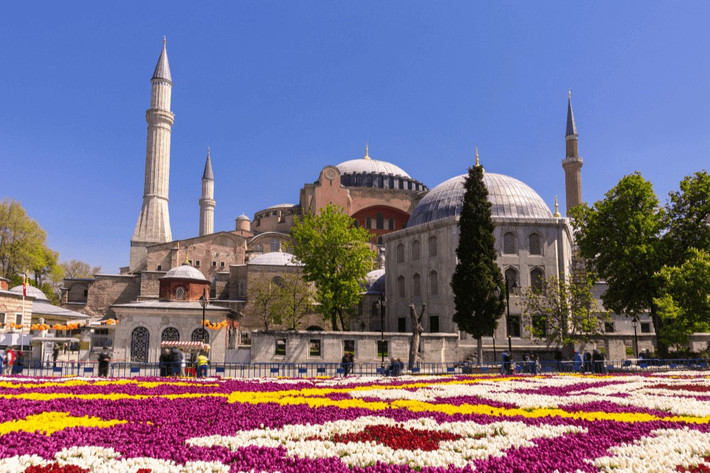 Hoa tulip - biểu tượng của Hà Lan - có nguồn gốc từ Istanbul và được gửi từ Istanbul tới Hà Lan. Ảnh: VTO.