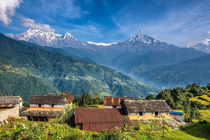 Bò được coi là loài vật linh thiêng ở Nepal. Ảnh: Vocalmedia.
