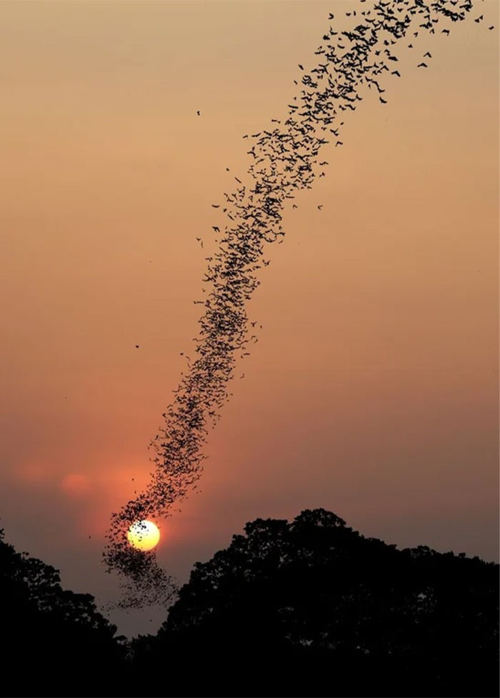 Đàn dơi khổng lồ lúc hoàng hôn.