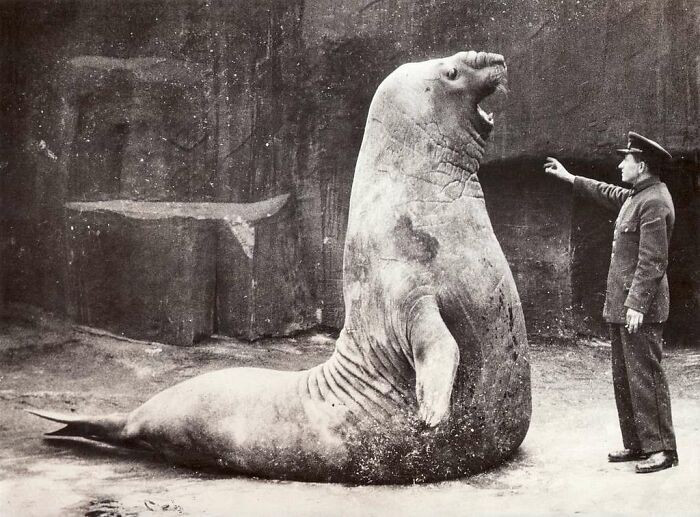 Chú voi biển khổng lồ tên Goliath trước nhân viên sở thú tại Vườn thú Vincennes ở Paris (Pháp) năm 1936.