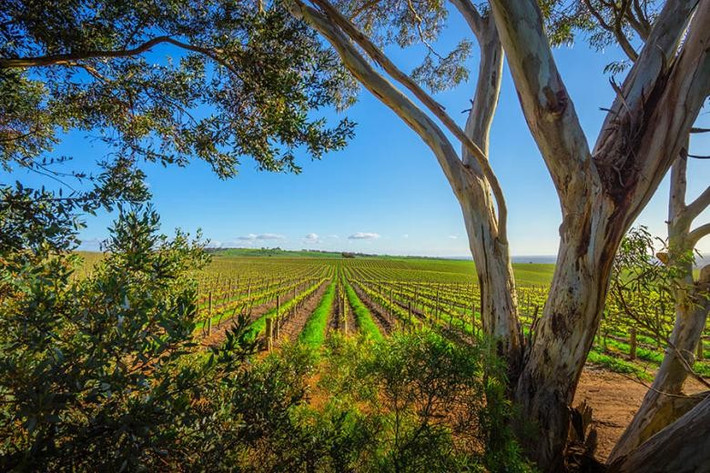 Australia có hơn 60 vùng sản xuất rượu vang riêng biệt trải dài khắp đất nước, mỗi vùng có đặc điểm khí hậu, thổ nhưỡng và loại nho khác nhau, tạo nên sự đa dạng về hương vị và phong cách rượu vang. Phần lớn các vùng rượu vang nằm ở New South Wales và Victoria. Ảnh: TN.