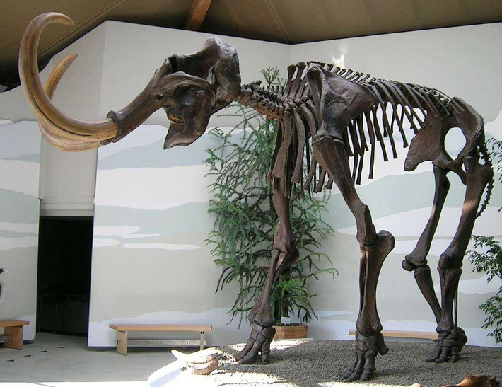 La Brea Tar Pits, một địa điểm nghiên cứu cổ sinh vật học ở khu đô thị Los Angeles, chứa hàng triệu hóa thạch. Ảnh: HC.