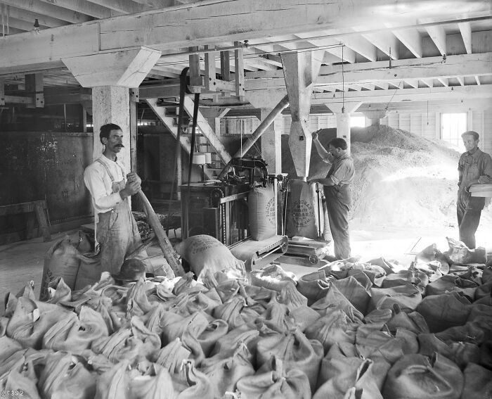 Công nhân cân và đóng bao đường tại nhà máy đường Pacific, Visalia ở Quận Tulare, California, năm 1900.