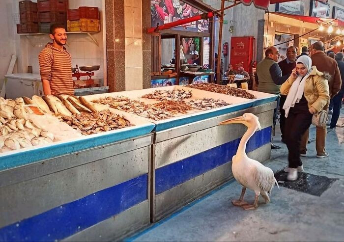 Bức ảnh được chụp tại một gian hàng với một "khách hàng" đặc biệt.