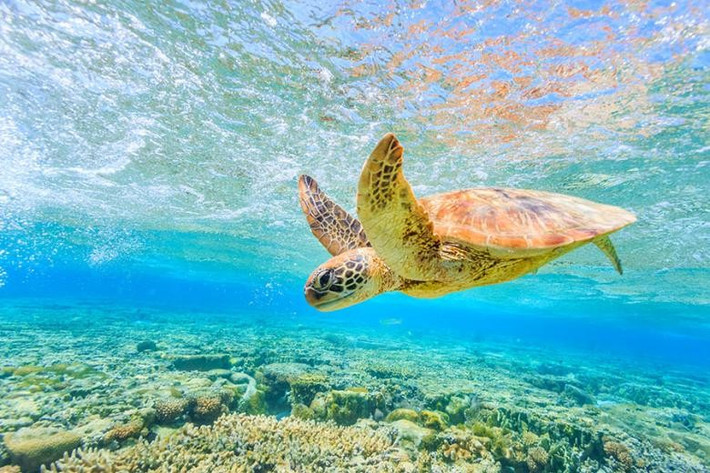 Rạn san hô Great Barrier là niềm tự hào của đất nước Australia, có thể nhìn thấy được từ không gian. Đây là hệ sinh thái rạn san hô lớn nhất thế giới và là cấu trúc sống lớn nhất trên Trái Đất, được UNESCO công nhận là Di sản Thế giới vào năm 1981. Ảnh: TN.
