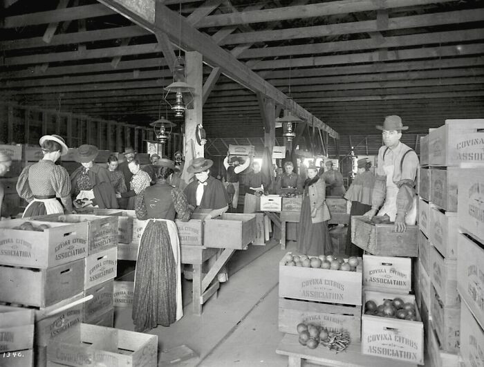 Đàn ông và phụ nữ làm việc bên trong một nhà đóng gói cam, có thể là Covina ở California, vào năm 1900.