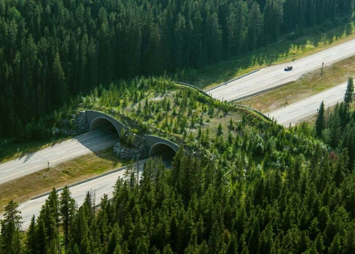 "Cầu vượt dành cho động vật hoang dã" tại Công viên quốc gia Banff của Canada. Được biết, đây là công viên quốc gia đầu tiên của Canada, được thành lập năm 1885.