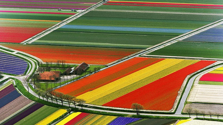 Cánh đồng hoa tulip đầy màu sắc ở Sassenheim, Hà Lan. Ảnh: Peakpx.