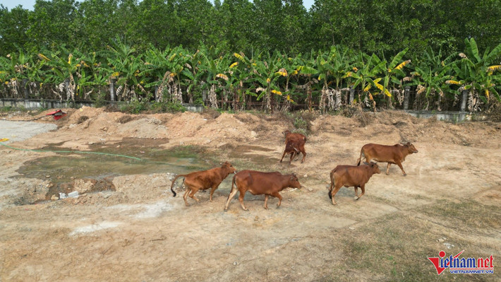 Người dân tận dụng khu đất để chăn thả bò.