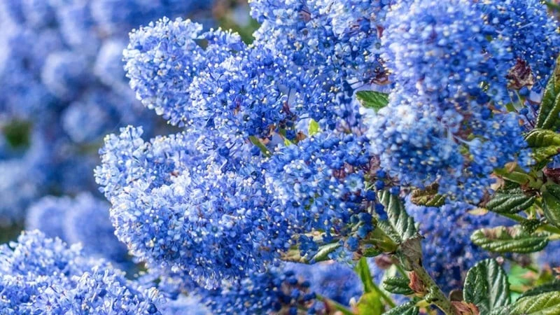 Cây cảnh nở ngàn chuông gió, gọi về bình yên xanh