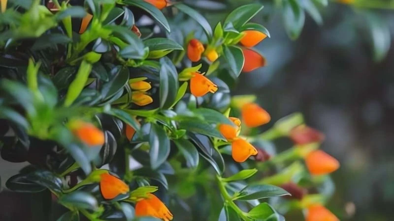 Cây cảnh phong thủy nở hoa như cá vàng, hút lộc cực đỉnh