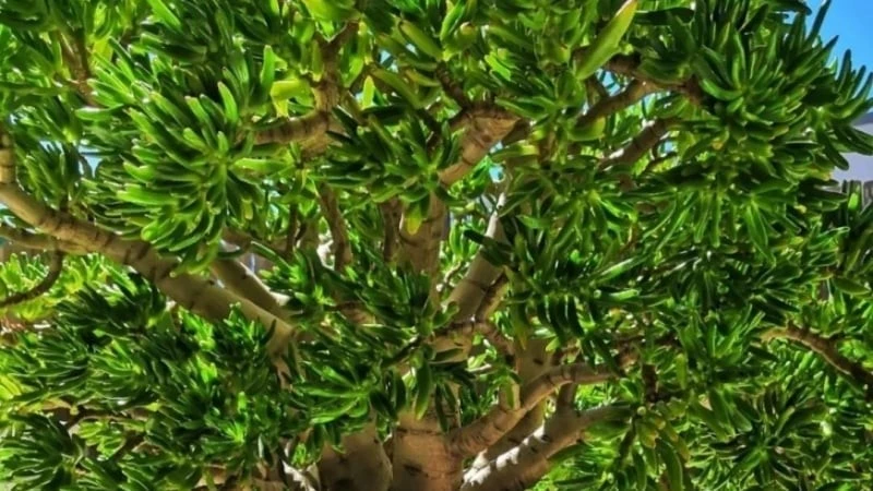 Loài cây trữ của 100 năm tuổi, lá hút tiền, thân giữ lộc