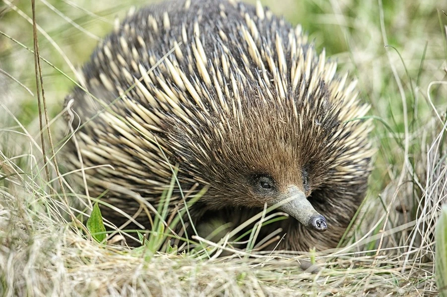 Kỳ lạ loài động vật tự phát điện khiến kẻ thù khiếp sợ