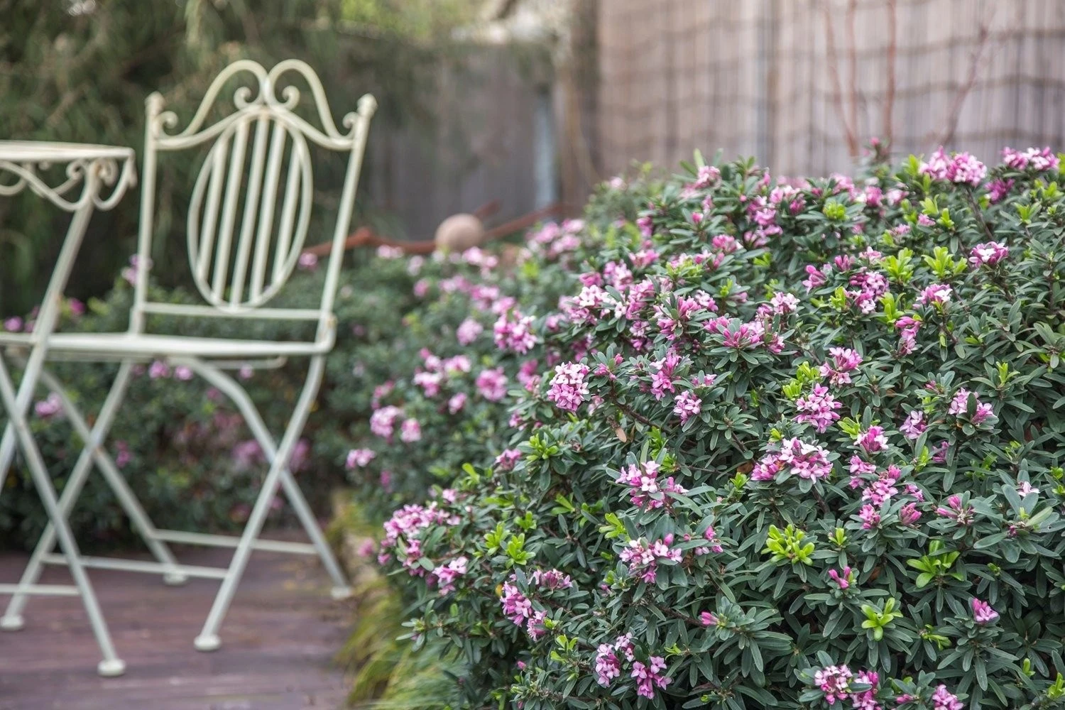 Loài cây cảnh tỏa hương như phép màu, mang bình yên vào nhà