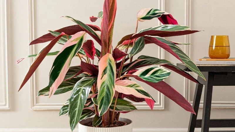 'Viên ngọc' nhiệt đới rực rỡ sắc màu, mang tiền tài phúc lộc cho gia chủ